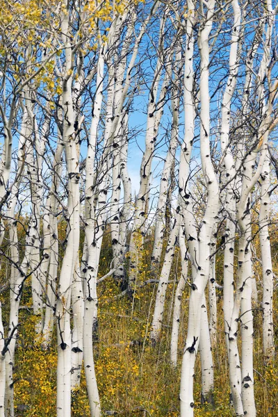 Hojas que caen del bosque de árboles cortados blancos — Foto de Stock