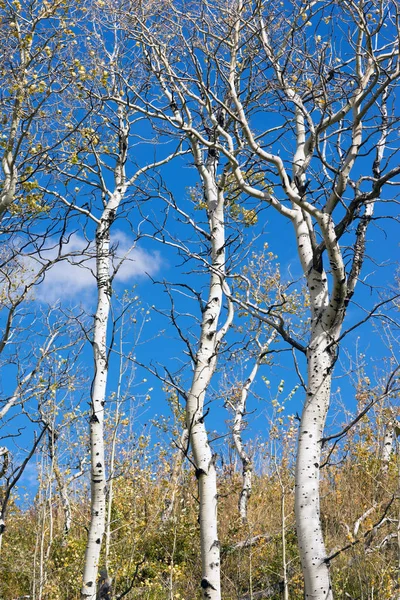 Foglie Falling off White Barked Tree Forest — Foto Stock