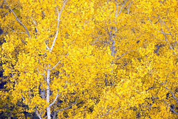 Белый Аспен Деревья Лес Осень Цвета Листья меняются Осень — стоковое фото