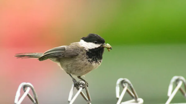 ब्लॅक-कॅप चिकडी पक्षी पर्च कुंपण यंग अन्न घेऊन — स्टॉक फोटो, इमेज