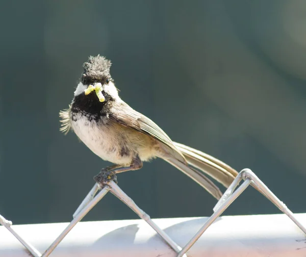 Black-capped Chickadee Bird Perched Fence Worm in Mouth — Stock Photo, Image