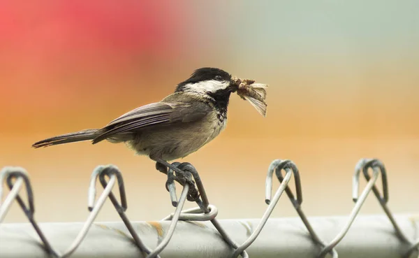 Black-capped Chickadee Bird Perched Fence Moth in Mouth — Stock Photo, Image