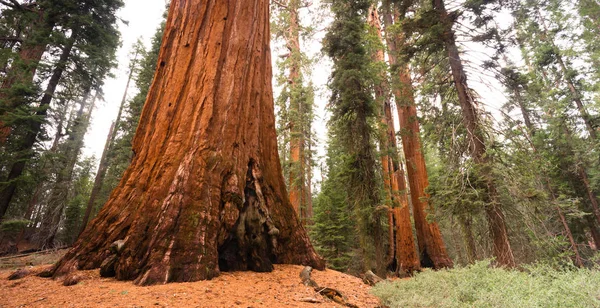 Arbre Seqouia géant Parc national du Canyon Kings — Photo