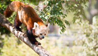 Red Panda vahşi hayvan ağaç bacak yürüyüş