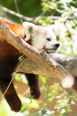 Red Panda vahşi hayvan ağaç bacak üzerinde dinlenme