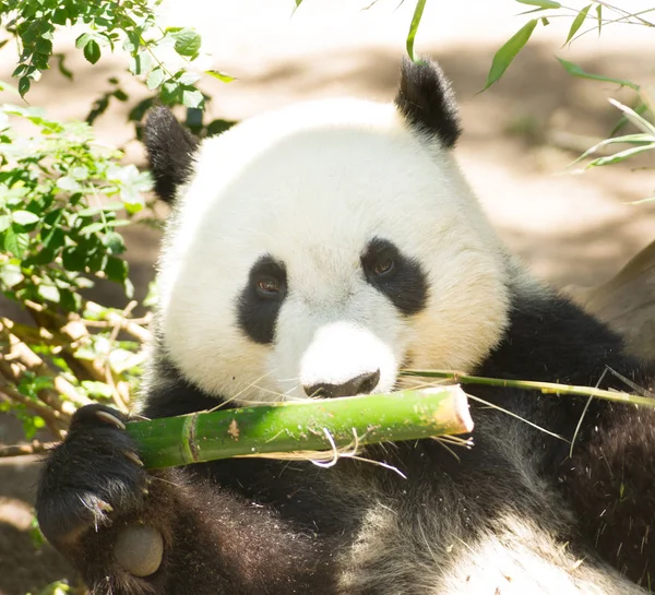 Cabeza y hombros de panda gigante en peligro de extinción comiendo tallo de bambú — Foto de Stock