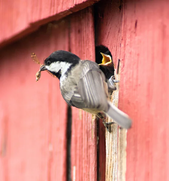 Schwarzmützen-Hühnervogel hockt über Nest und füttert Junge — Stockfoto