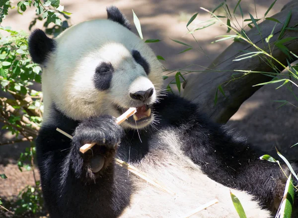 Gefährdeter Riesenpanda frisst Bambusstiel — Stockfoto