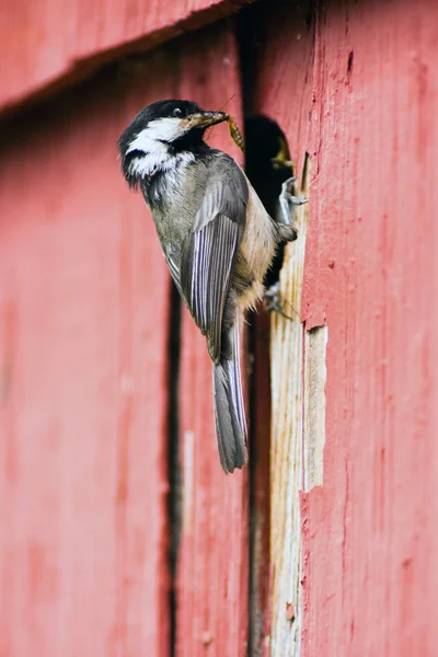 ब्लॅक-कॅपड चिकडी पक्षी नेस्ट फीडिंग यंग प्रती पेच — स्टॉक फोटो, इमेज