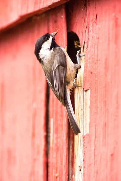Jasnoskrzydła ptak siedzący nad gniazdem karmienia młodych — Zdjęcie stockowe