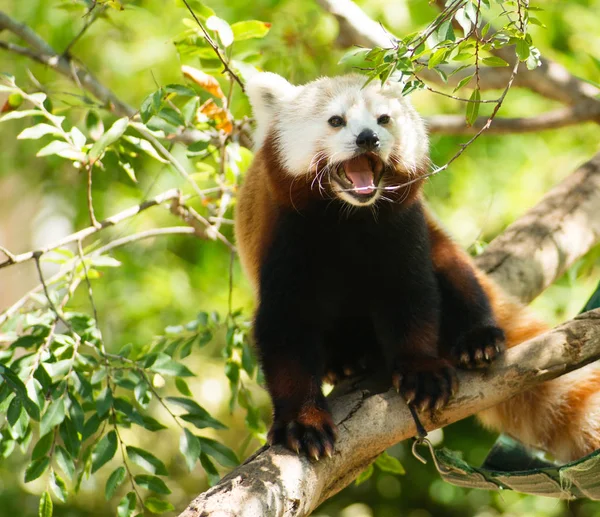 Красная панда Animal Panting Stands Tree Limb — стоковое фото