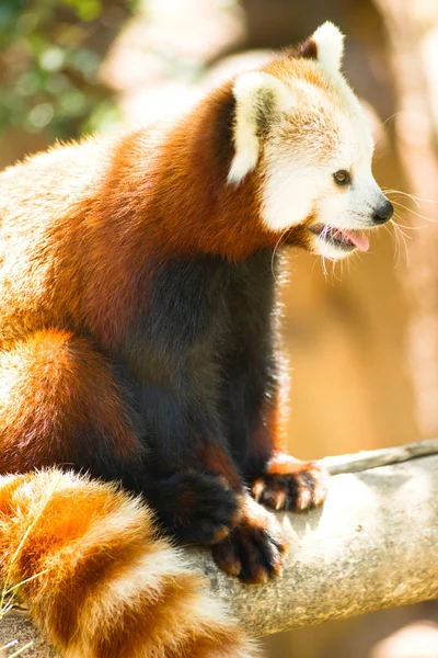 Panda Červená divoké zvíře odpočívá, sedí větev stromu — Stock fotografie