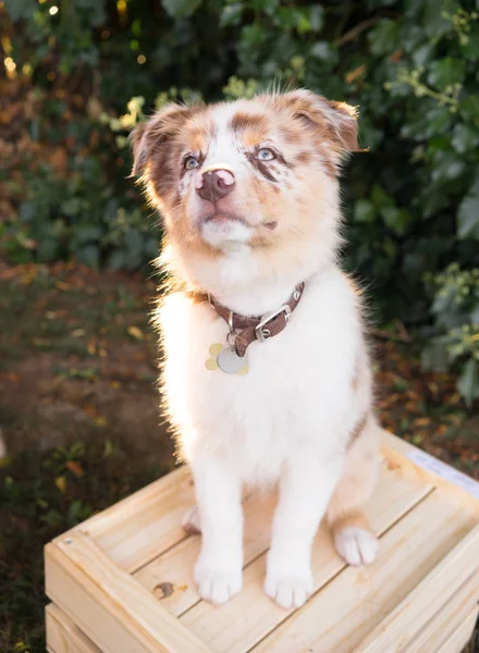 Raszuivere Australian Shepherd pup Stands op houten krat — Stockfoto