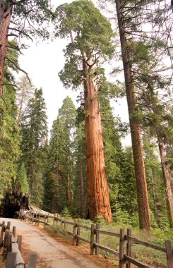 Dev antik Sequoia ağacı Kings Kanyon Milli Parkı
