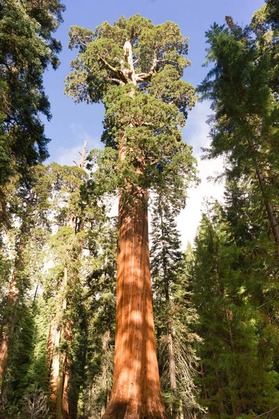 Гігант давньої дерево царів Каньйон Національний парк Секвойя — стокове фото
