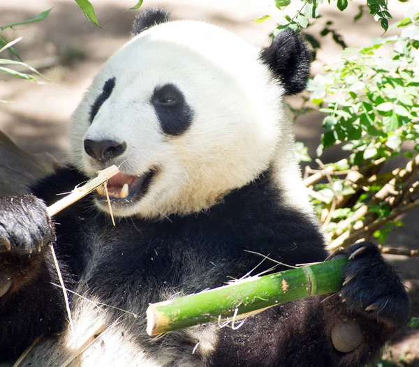 Panda gigante de fauna en peligro de extinción comiendo tallo de bambú —  Fotos de Stock