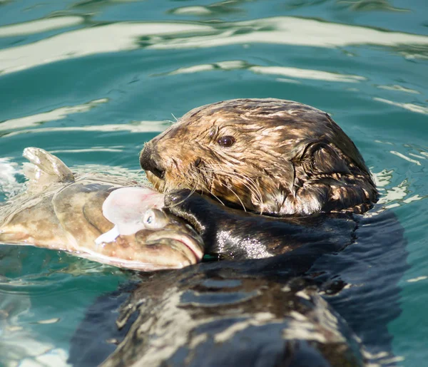 Sea Otter voederen van vis Marine Harbor Wildlife — Stockfoto