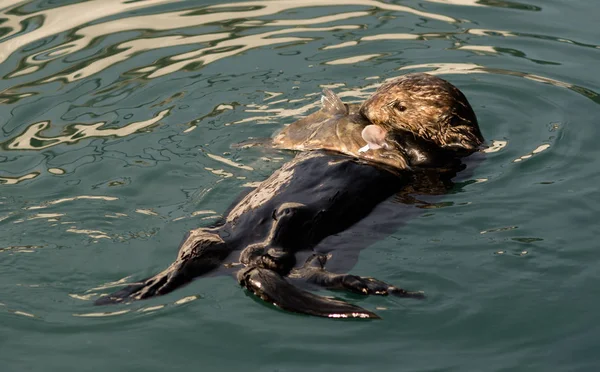 Sea Otter voederen van vis Marine Harbor Wildlife — Stockfoto