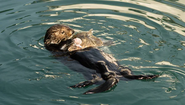 Sea Otter Feeding Fish Marine Harbor Wildlife — Stock Photo, Image