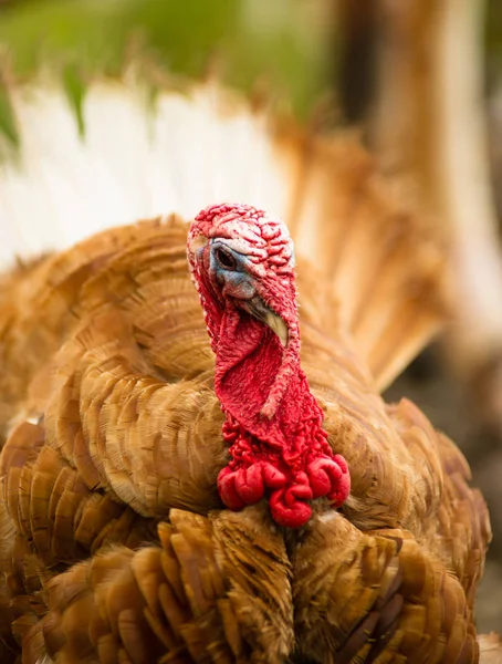 Domestic Farm Turkey Stands Close Game Bird Portrait