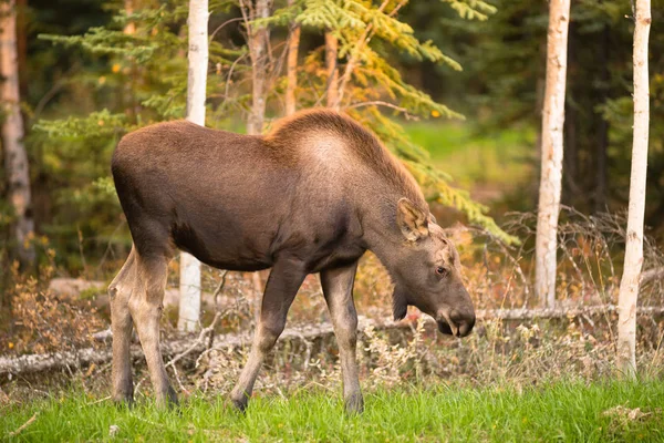 Moose pasgeboren kalf voeden met gras Alaska wildernis — Stockfoto