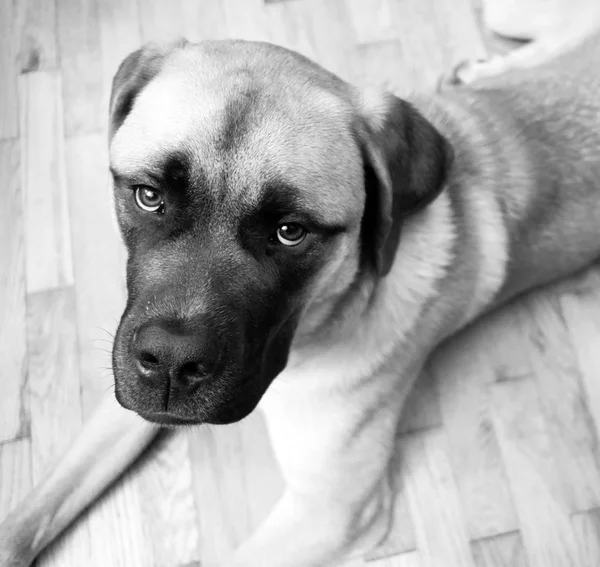 Engelse Mastiff Mix pup legt op woord opzoeken — Stockfoto