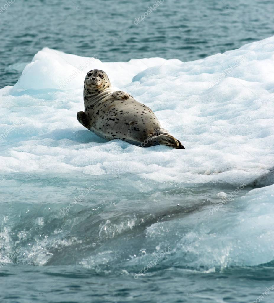 Poser Sea Lion Laying on Iceberg North Pacific Ocean