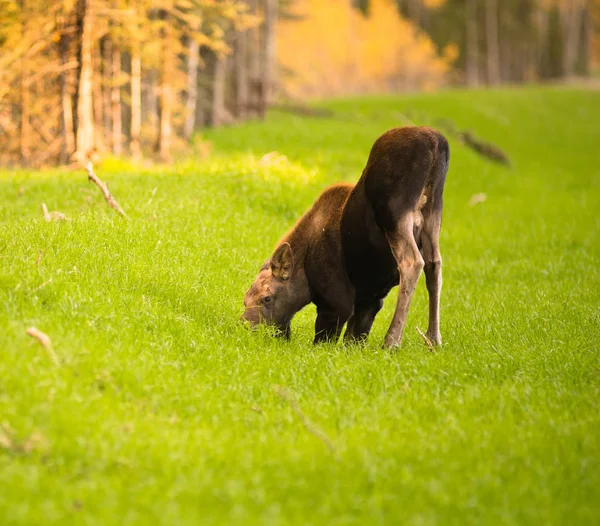 Veau d'orignal nouveau-né se nourrissant d'herbe Alaska Wilderness — Photo