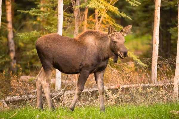 Moose pasgeboren kalf voeden met gras Alaska wildernis — Stockfoto