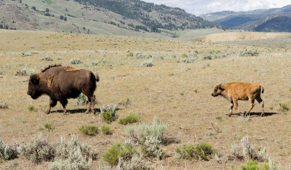 Jonge Buffalo Calf volgt Bull mannelijke Bison — Stockfoto