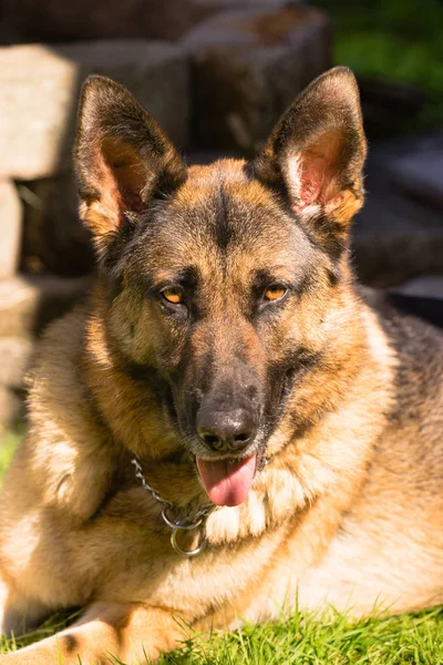 Puro pastor alemão cão canino animal de estimação Deitado — Fotografia de Stock