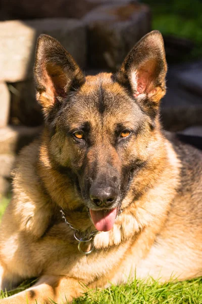 Purebred German Shepherd Dog Canine Pet Laying Down — Stock Photo, Image