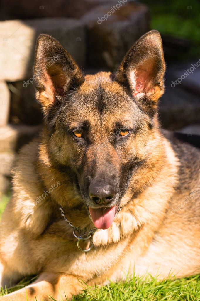 Purebred German Shepherd Dog Canine Pet Laying Down — Stock Photo