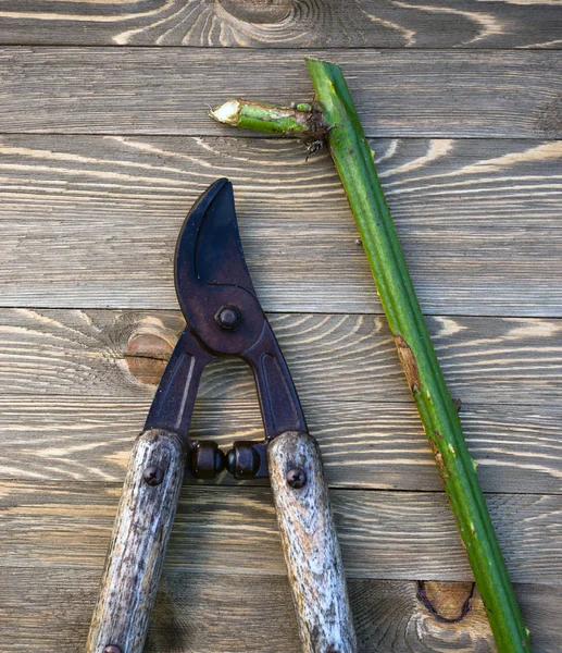 剪定鋏 loppers 木材板ブラックベリーのつる茎 — ストック写真