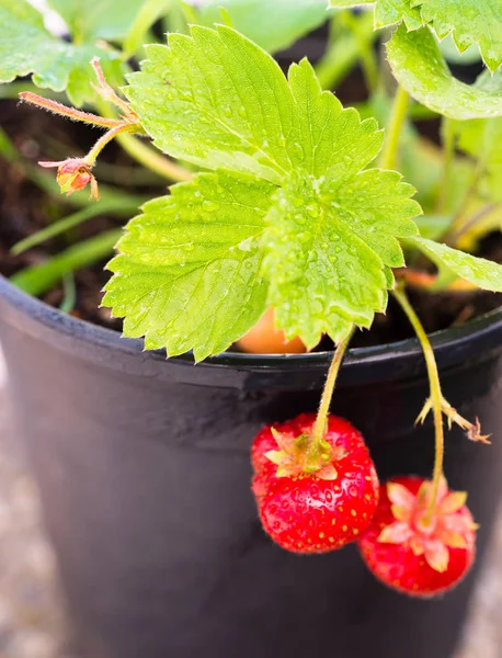Young ingegoten aardbei Plant al vruchten — Stockfoto