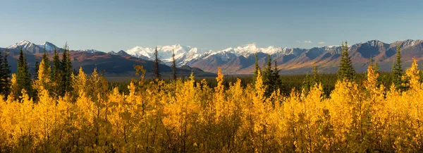 Flamejando Queda Amarelo Outono Cor Tress Denali Mountain Range — Fotografia de Stock