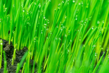 Panoramik çiğ buğday çimi bıçaklar üzerinde büyüyen Microgreens