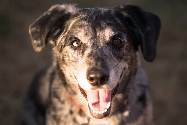 Kříženec pes psí domácí Headshot — Stock fotografie