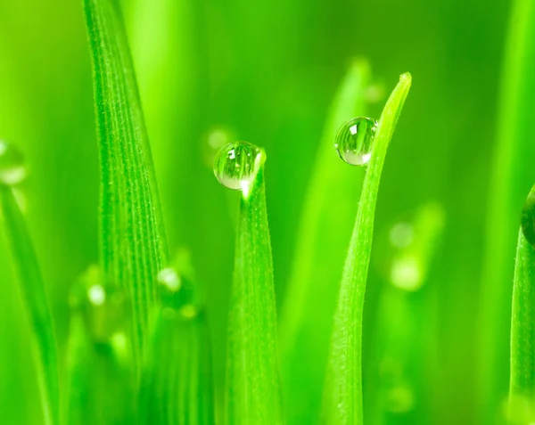 Микрозелень растет Панорамная роса на пшеничных лезвиях — стоковое фото