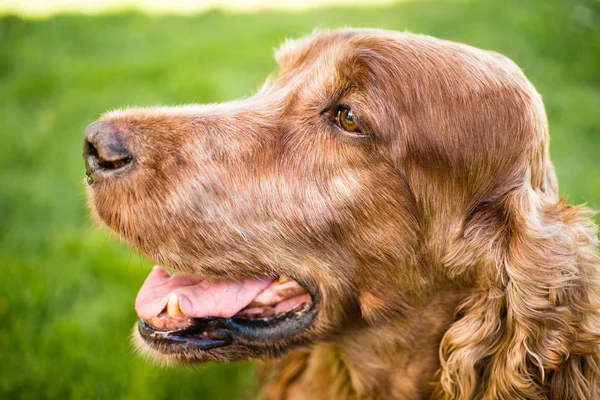 Purered Setter irlandais chien chien chien assis — Photo