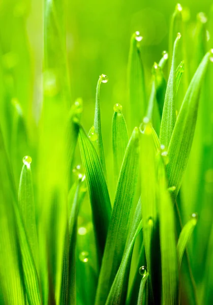 Panoramik çiğ buğday çimi bıçaklar üzerinde büyüyen Microgreens — Stok fotoğraf