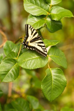 Gül Bush yaprak dinlenme swallowtail kelebek
