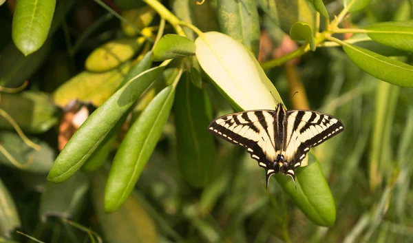 庭の植物の葉を休んでアゲハ蝶昆虫 — ストック写真
