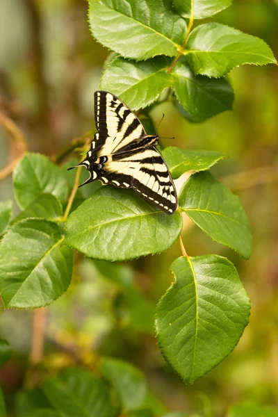Koninginnenpage vlinder rustend Rose Bush blad — Stockfoto