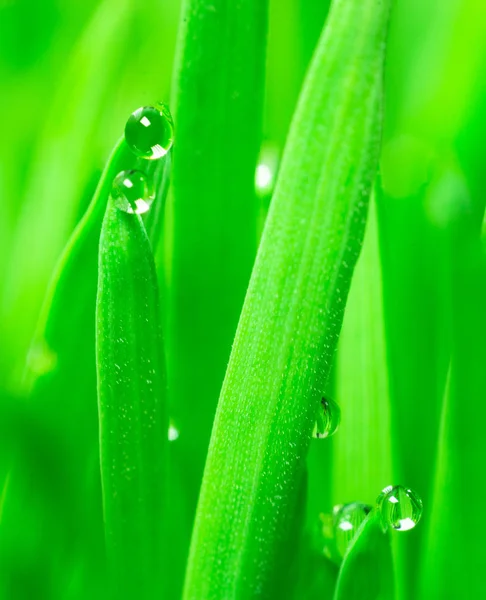 Microgreens rostoucí panoramatické rosy na listovou zeleninu čepele — Stock fotografie