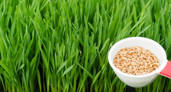 Microgreens, die panoramische Weizengrashalme anbauen, schöpfen roten Weizen — Stockfoto