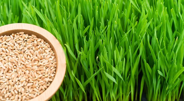 Micro-greens Growing Panoramic Wheat-grass Blades Bowl Red Wheat Berries — Stock Photo, Image