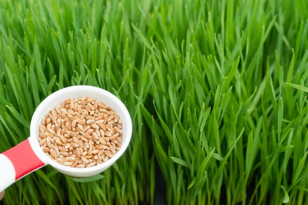 Microverdi che crescono Lame panoramiche di erba di grano Scoop Grano rosso — Foto Stock
