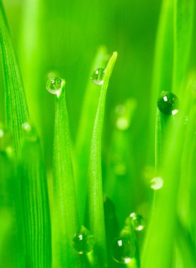 Buğday çimi bıçaklar üzerinde dikey çiğ büyüyen Microgreens