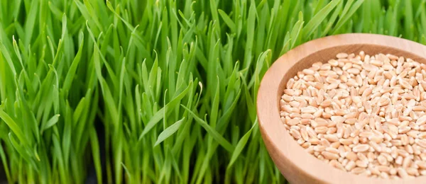 Microgreens Growing Panoramic Wheatgrass Blades Bowl Red Wheat Berris — Stock Photo, Image